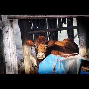 Meet your Posher, Dacey